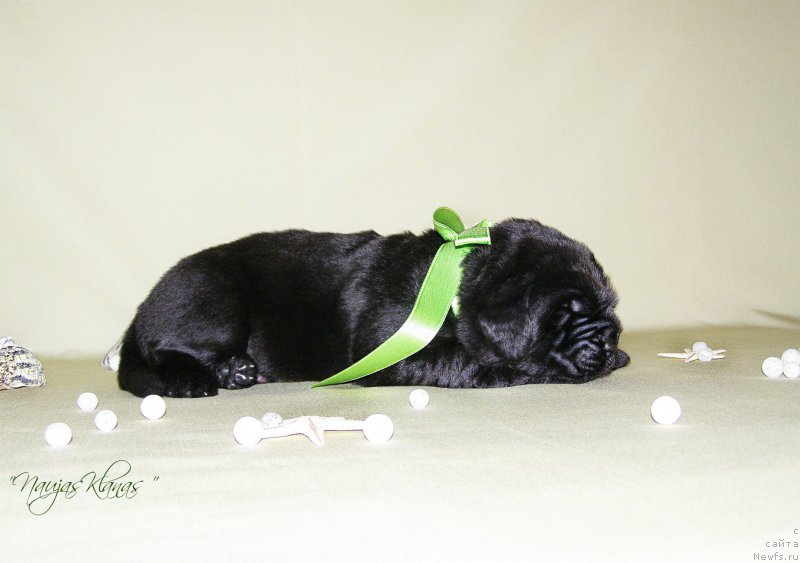 Фотография № 199774