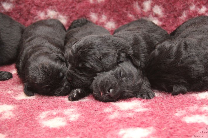 Фотография № 199779