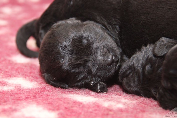 Фотография № 199780