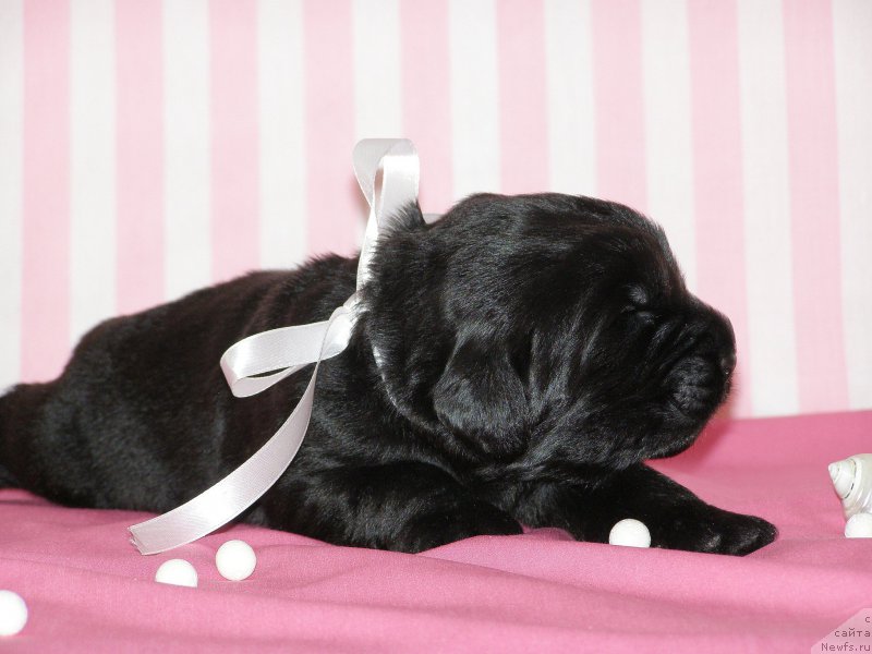 Фотография № 199781