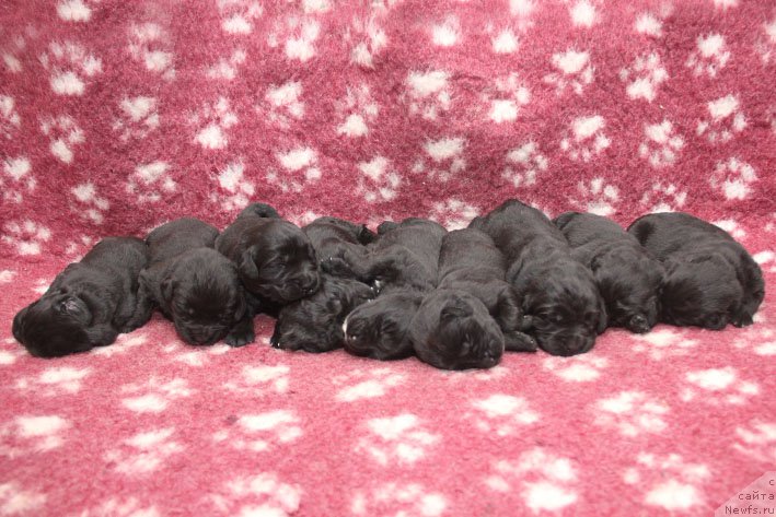 Фотография № 199784