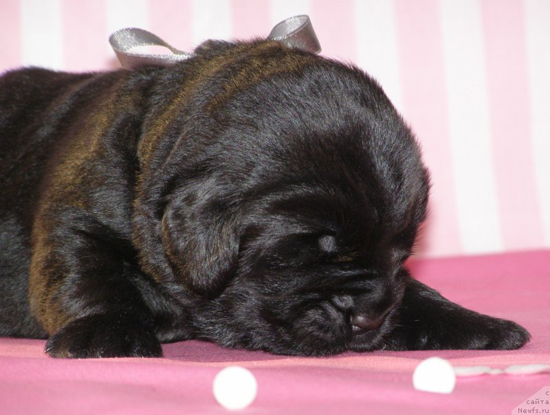 Фотография № 199786