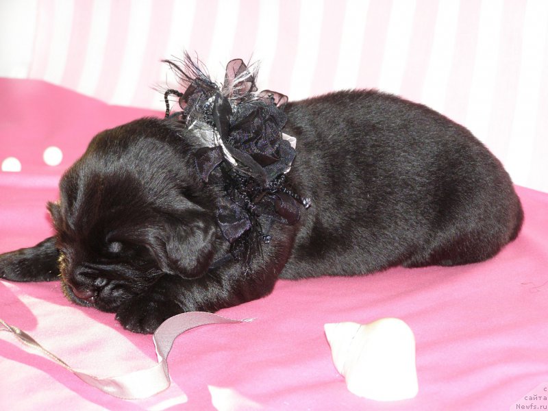 Фотография № 199787