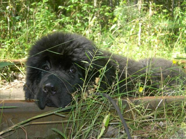 Фотография № 19979