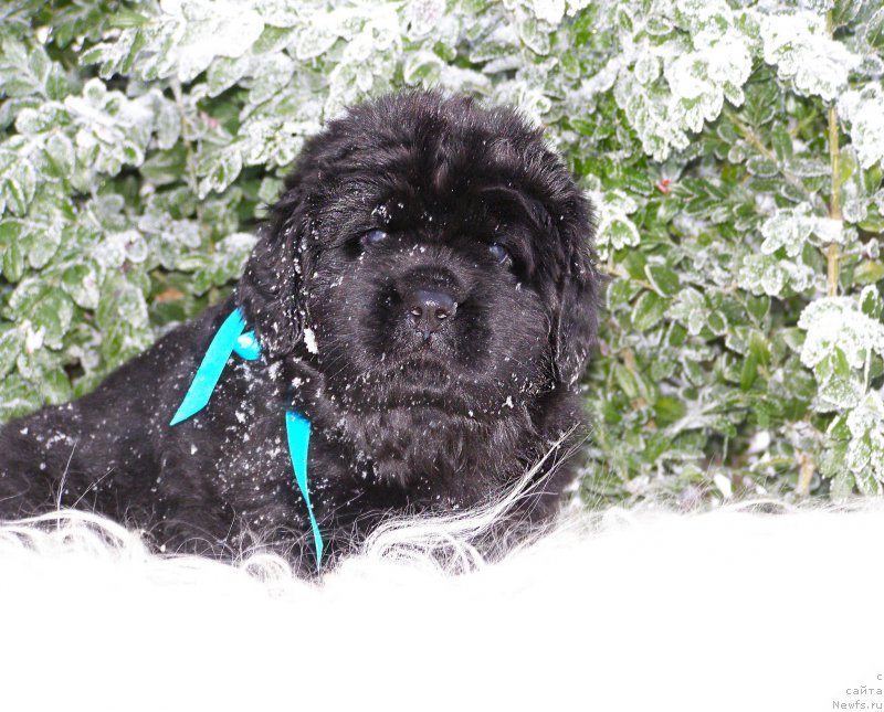 Фотография № 199792