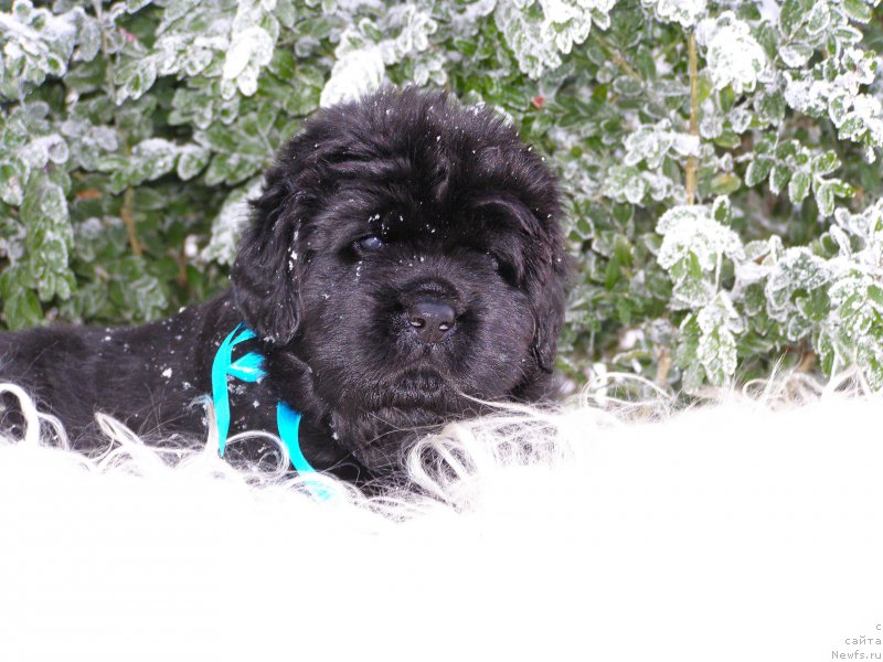 Фотография № 199794