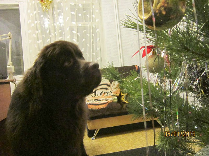 Фото: ньюфаундленд Vereskovyj Mjod s Berega Dona (Вересковый Мёд с Берега Дона)