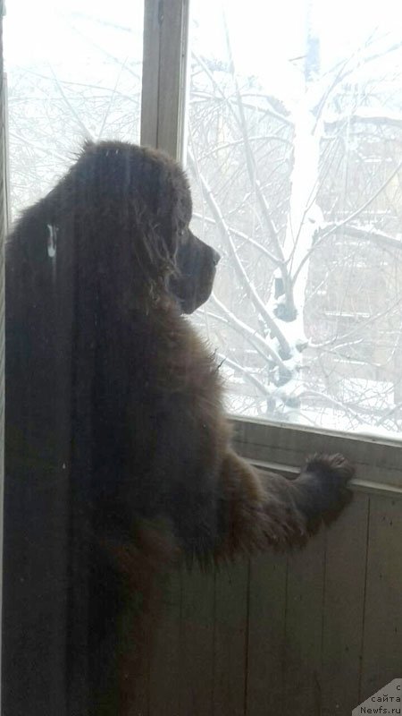 Фото: ньюфаундленд Vereskovyj Mjod s Berega Dona (Вересковый Мёд с Берега Дона)