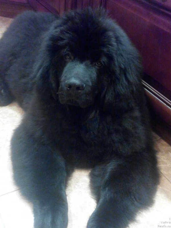 Фото: ньюфаундленд Damskiy Kapriz Zabavnyiy Mishka (Дамский Каприз Забавный Мишка)