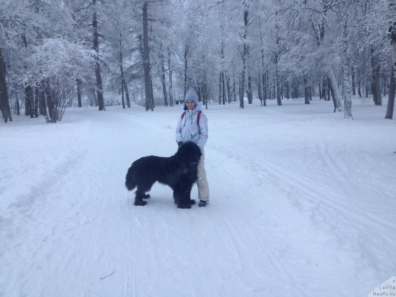 Фото: Natal'ya Medved' (Наталья Медведь), ньюфаундленд Belkonder-Klab Kassiy Dion (Белкондер-Клаб Кассий Дион)