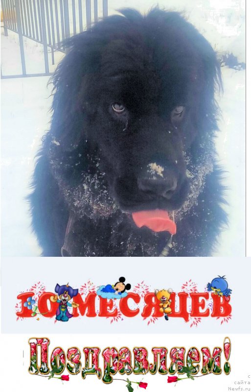 Фото: ньюфаундленд N'yufort Divnaya Diana (Ньюфорт Дивная Диана)