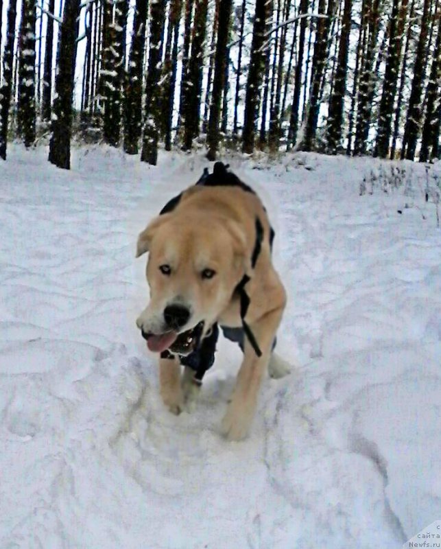 Фотография № 199813