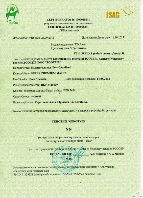 Фото: ньюфаундленд Super Premium Mal'ta (Супер Премиум Мальта)