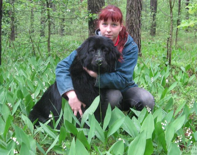 Фото: ньюфаундленд Prima Donna (Прима Донна)