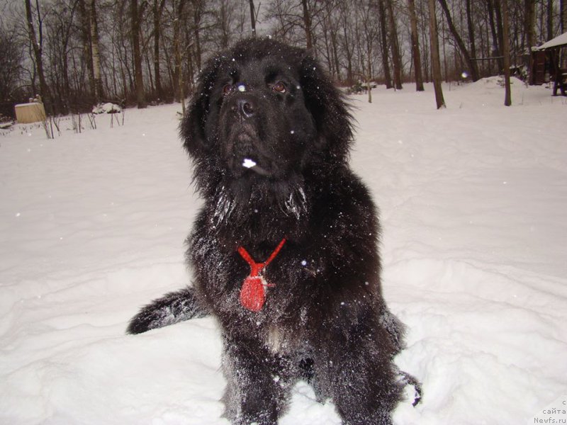 Фото: ньюфаундленд Super Premium Free Wind (Супер Премиум Фри Винд)