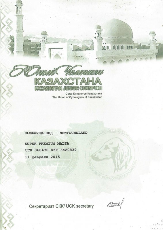 Фото: ньюфаундленд Super Premium Mal'ta (Супер Премиум Мальта)