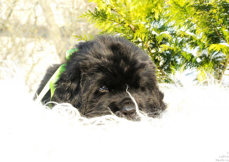 Фотография № 199859