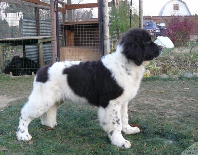 Фото: ньюфаундленд Pchyolkin Dom Burevestnik (Пчёлкин Дом Буревестник)