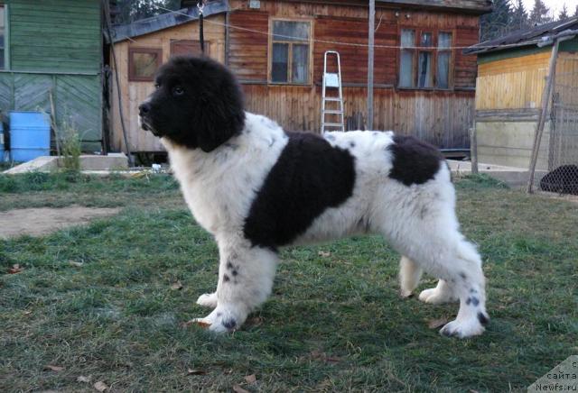 Фото: ньюфаундленд Pchyolkin Dom Burevestnik (Пчёлкин Дом Буревестник)