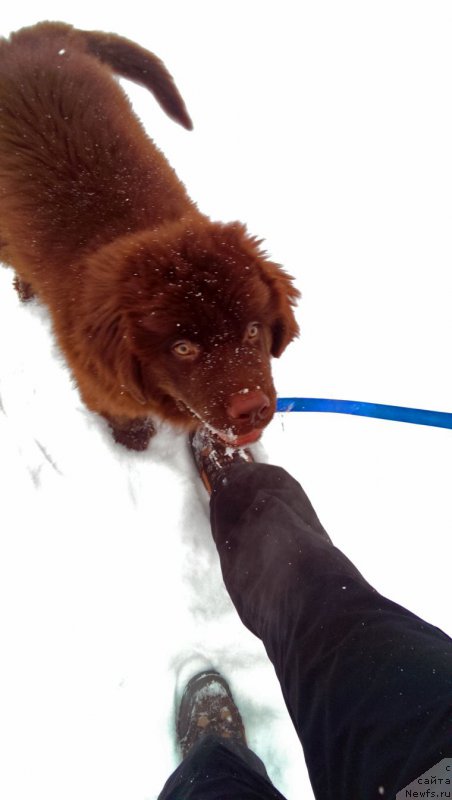 Фото: ньюфаундленд Funnewf Akvilon (Фанньюф Аквилон)