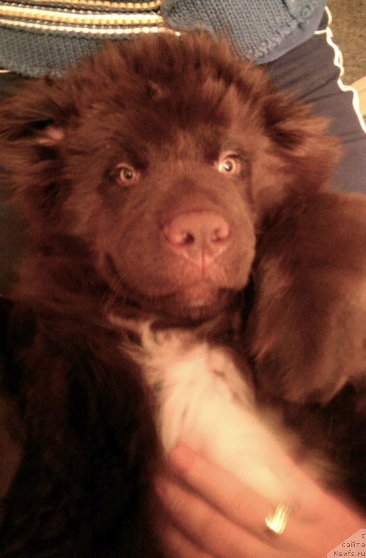 Фото: ньюфаундленд Funnewf Akvilon (Фанньюф Аквилон)