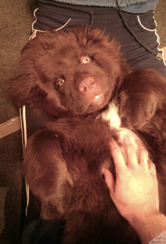 Фото: ньюфаундленд Funnewf Akvilon (Фанньюф Аквилон)