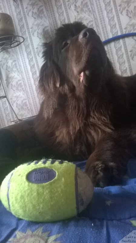 Фото: ньюфаундленд Brownblood MSK Zhanara Haya (Браунблад МСК Жанара Хайя)