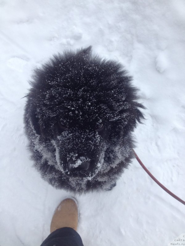 Фото: ньюфаундленд Skazochnaya Kroha Angel Moey Dushi (Сказочная Кроха Ангел Моей Души)