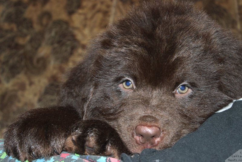 Фото: ньюфаундленд Braunblad MSK Syemmi Less (Браунблад МСК Сэмми Лесс)