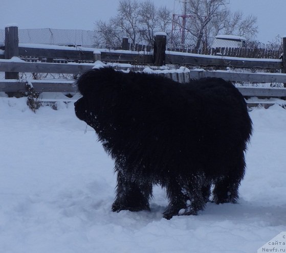 Фото: ньюфаундленд Severtan Rojdennaya Legendoy (Севертан Рожденная Легендой)