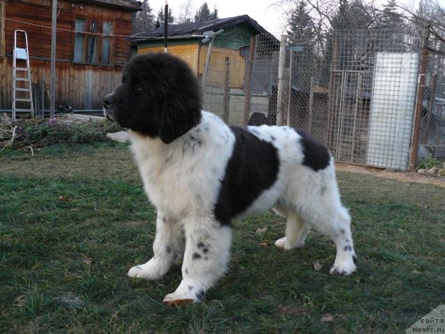 Фото: ньюфаундленд Pchyolkin Dom Burevestnik (Пчёлкин Дом Буревестник)