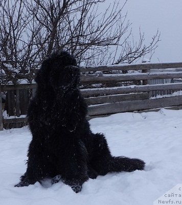 Фото: ньюфаундленд N'yufort Carica Nochi (Ньюфорт Царица Ночи)