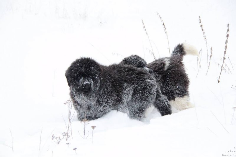 Фотография № 199894