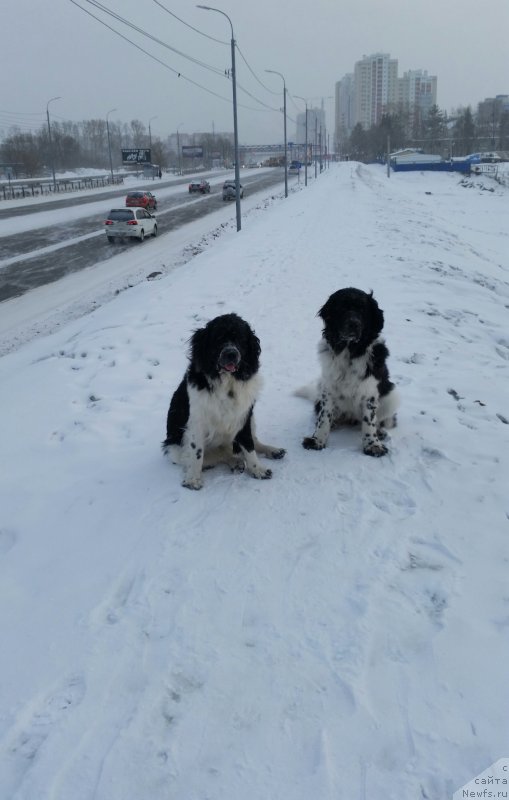 Фото: ньюфаундленд Sent Djons Donna Summer (Сент Джонс Донна Саммер), ньюфаундленд Sent Djons Intriga (Сент Джонс Интрига)