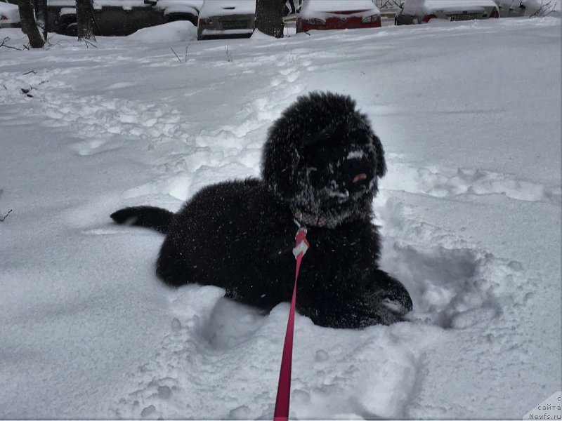 Фото: ньюфаундленд Moya Stihiya Linkol'n (Моя Стихия Линкольн)