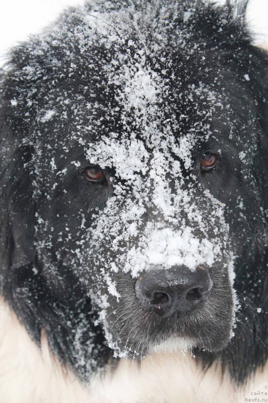 Фото: ньюфаундленд Mag Ispolin Moya Volshebnaya Mechta (Маг Исполин Моя Волшебная Мечта), ньюфаундленд Mag Ispolin Moya Volshebnaya Mechta (Маг Исполин Моя Волшебная Мечта)