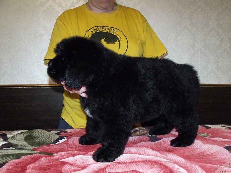 Фото: ньюфаундленд Zimushka Zima iz Unikalnoy Kollektsii (Зимушка Зима из Уникальной Коллекции)