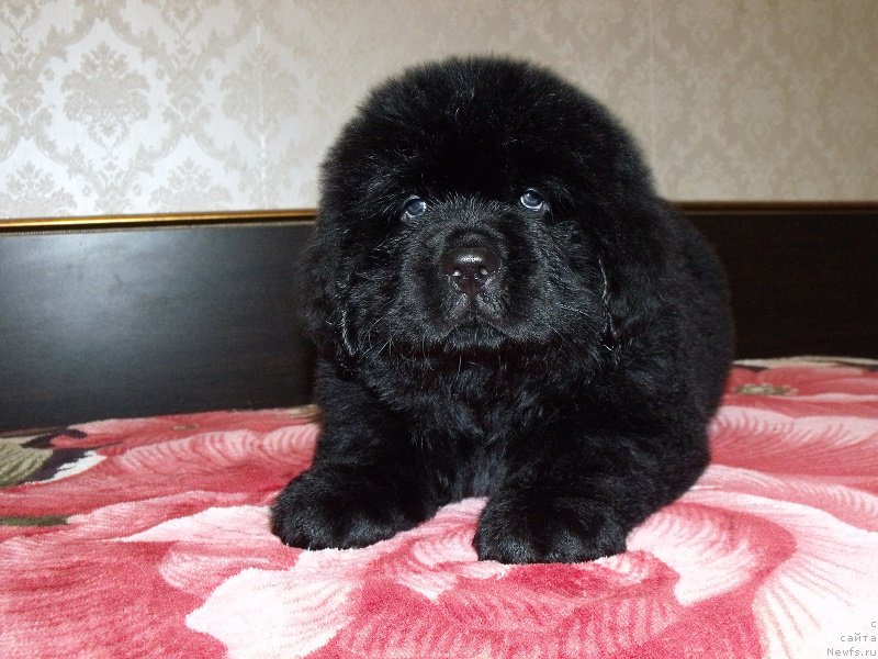 Фото: ньюфаундленд Zimushka Zima iz Unikalnoy Kollektsii (Зимушка Зима из Уникальной Коллекции)