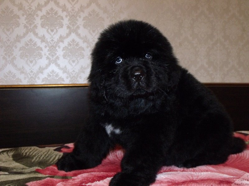 Фото: ньюфаундленд Zimushka Zima iz Unikalnoy Kollektsii (Зимушка Зима из Уникальной Коллекции)