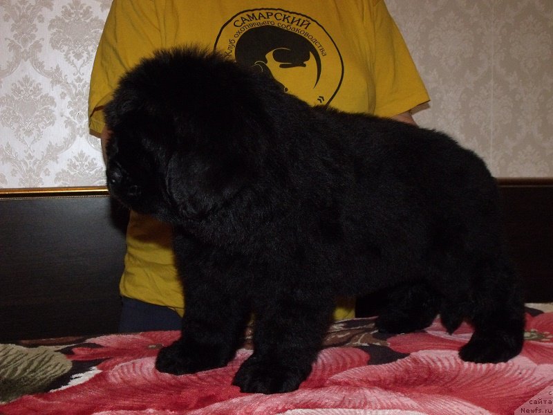 Фото: ньюфаундленд Zabava iz Unikal'noy Kollekcii (Забава из Уникальной Коллекции)