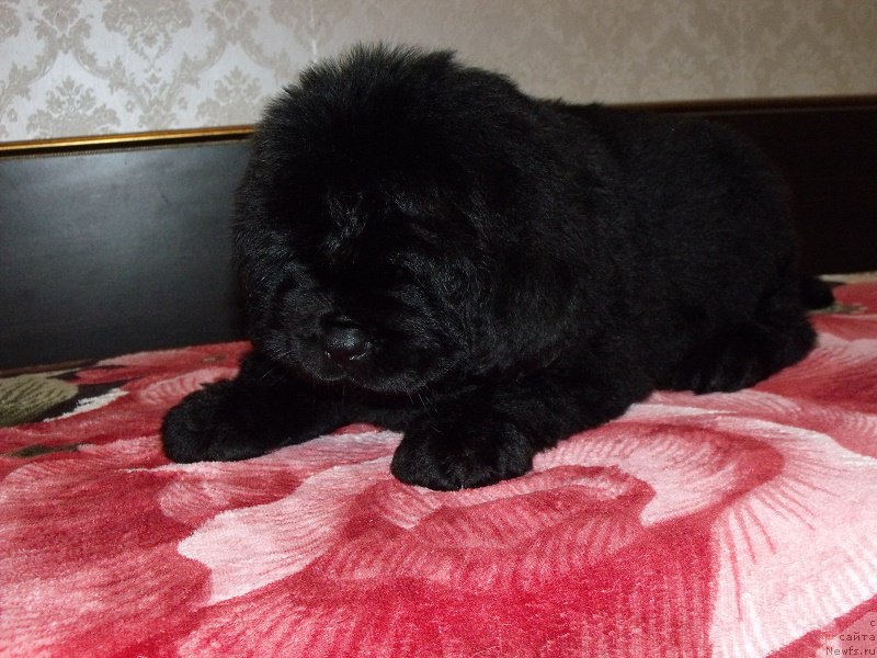 Фото: ньюфаундленд Zabava iz Unikal'noy Kollekcii (Забава из Уникальной Коллекции)