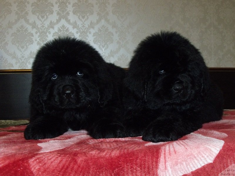 Фото: ньюфаундленд Zimushka Zima iz Unikalnoy Kollektsii (Зимушка Зима из Уникальной Коллекции), ньюфаундленд Zabava iz Unikal'noy Kollekcii (Забава из Уникальной Коллекции)