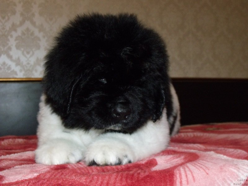 Фотография № 199911