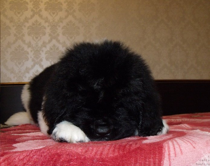 Фото: ньюфаундленд Zahariy iz Unikal'noy Kollekcii (Захарий из Уникальной Коллекции)