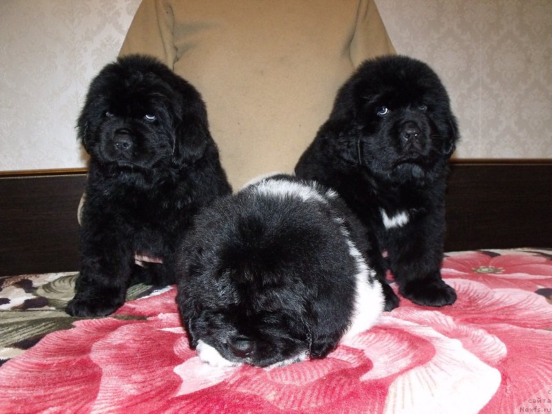 Фото: ньюфаундленд Zabava iz Unikal'noy Kollekcii (Забава из Уникальной Коллекции), ньюфаундленд Zahariy iz Unikal'noy Kollekcii (Захарий из Уникальной Коллекции), ньюфаундленд Zimushka Zima iz Unikalnoy Kollektsii (Зимушка Зима из Уникальной Коллекции)