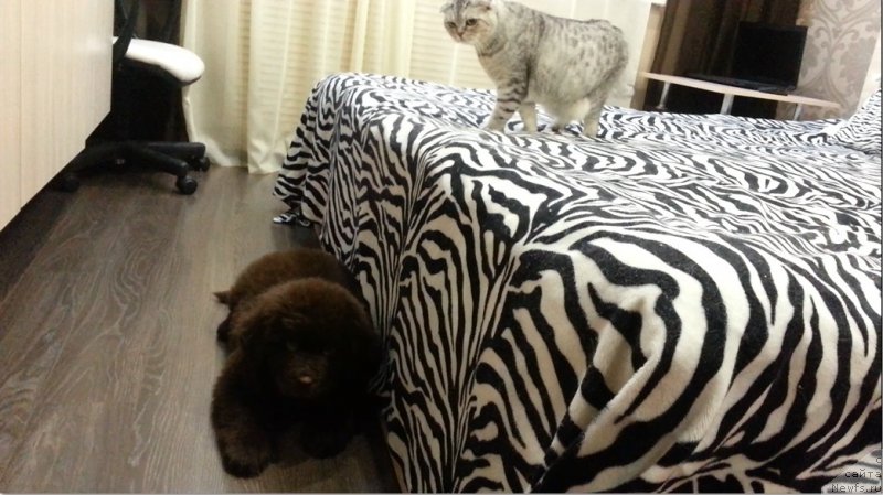 Фотография № 199937