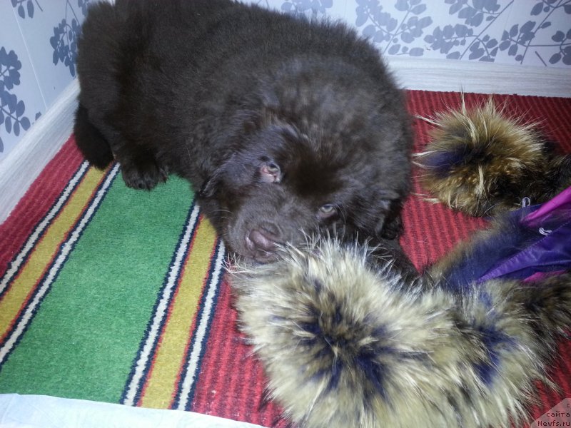 Фотография № 199939