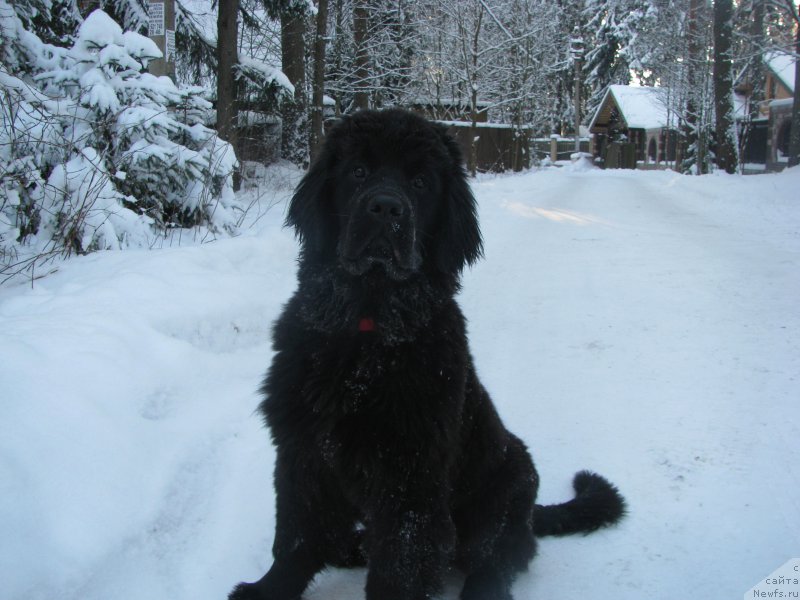 Фото: ньюфаундленд Belkonder-Club Betty Prior (Белкондер-Клаб Бетти Приор)
