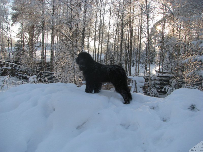 Фото: ньюфаундленд Belkonder-Club Betty Prior (Белкондер-Клаб Бетти Приор)