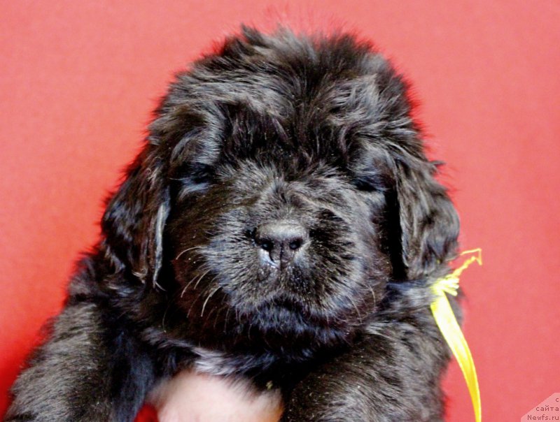 Фото: Viktor Hrischanovich (Виктор Хрищанович)